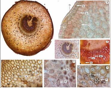Petiole anatomy to delimit taxonomy of genus Glochidion J.R. Forst. & G. Forst. (Phyllanthaceae)
