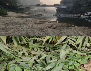 Sida rhombifolia var. maderensis (Malvaceae): new record for north-east India and notes on typification