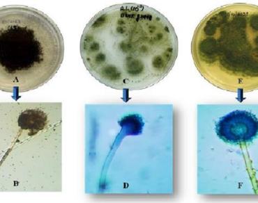 Synergistic antifungal activity of Curcuma longa rhizome and Citrus sinensis peel extracts against Aspergillus strains