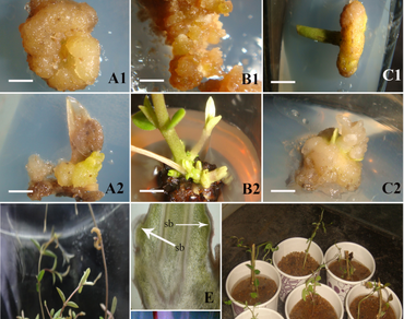 In-vitro regeneration via direct and indirect organogenesis in Brachystelma glabrum Hook.f. - an endemic species of the Eastern ghats, India