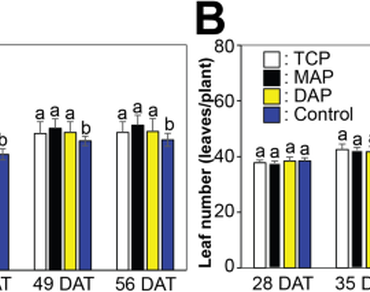 The influence of phosphorus forms on agronomical traits and yields of soybean (Glycine max)