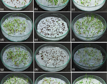 Allelopathic potential of Gloriosa superba L. rhizome leachate on Amaranthus viridis L., a weedy herb of India