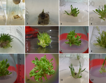 Establishment of an efficient in vitro regeneration protocol and successful acclimatization of sauromatum diversifolium (Wall. ex Schott) Cusimano & Hett