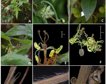 Taxonomic status of Passiflora suberosa subsp. litoralis (Passifloraceae, subgenus Decaloba) in India and notes on typification