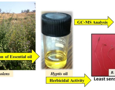 Chemical composition and herbicidal activity of essential oil from flowering shoots of Mesosphaerum suaveolens (L.) Kuntze against five weeds