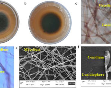 Whole genome sequencing, assembly and annotation of Curvularia geniculata strain SKG23 isolated from leaf spot disease of mentha (Mentha arvensis L.)