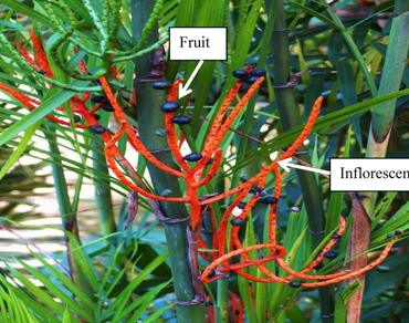 Unlocking the anticancer potential of wildly growing Chamaedorea seifrizii fruit extracts: insights from chemical profiling, in-silico studies, pharmacokinetics, wet lab validation