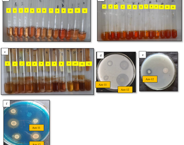 Evaluation of plant growth-promoting traits in Azotobacter and Trichoderma strains isolated from natural farms in India