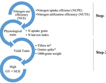 Selection criteria for the enhancement of nitrogen use efficiency in wheat using two step association analysis