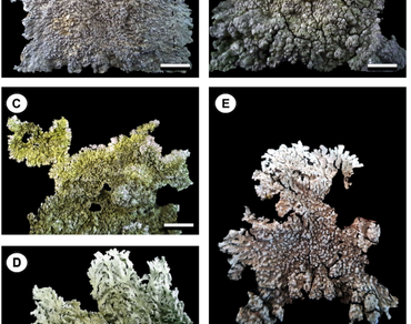 Physcioid lichens as indicators of spatial variation in heavy metal deposition in the subtropical-temperate habitat of the Himalayas