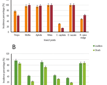 Phytosanitary challenges and management of Drosophila suzukii (Diptera: Drosophilidae): farmer knowledge and Practices-Insights from berry crop farmers in Northwest Morocco