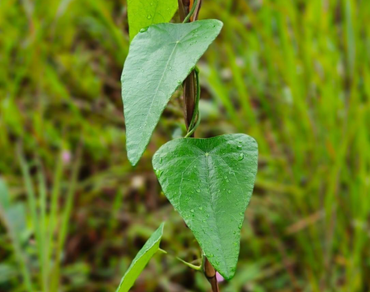 Diversity analysis and cytotoxic potential of endophytic fungi associated with Cyclea peltata (Burm.f.) Hook.f. & Thomson