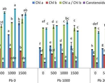 Algal extract role in alleviating the deleterious effects of lead stress on wheat growth via regulating the antioxidant and mineral contents