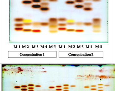 Amino acid composition of pigeon pea varieties through HPTLC