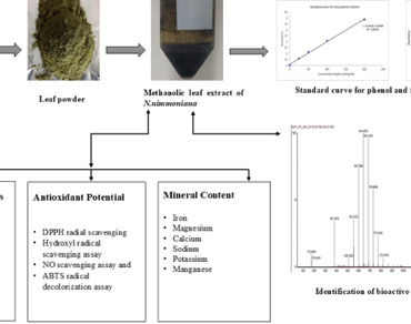Comprehensive insight into the phytochemical profile, antioxidant properties, and LC-MS analysis of methanolic leaf extract of Nothapodytes nimmoniana (J. Graham) Mabb., a medicinal plant of Assam, India