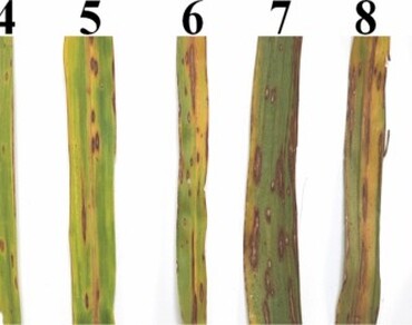 Genetic variability for yield attributes and blast disease in pearl millet [Pennisetum glaucum (L.) R. Br.] germplasm