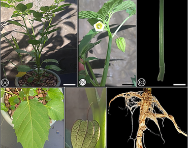 Micromorphology and histochemical secretion profiling of glandular trichomes in the leaf and stem epidermis of Physalis angulata L. (Solanaceae)