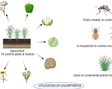 Sustainable biodegradation of chlorpyrifos by microorganisms: a review 