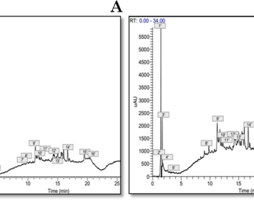 Phytochemical profiling, antioxidant and antibacterial activities of phenolic extracts from Smilax aspera and Atractylis humilis roots