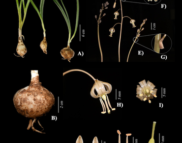 New distributional record of the endemic taxon Drimia govindappae (A.Boraiah & Fathima) Lekhak & P.B.Yadav (Asparagaceae) from Andhra Pradesh