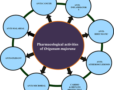 Efficient in vitro regeneration through leaf-derived callus in Origanum majorana (L.): a multipurpose medicinal plant