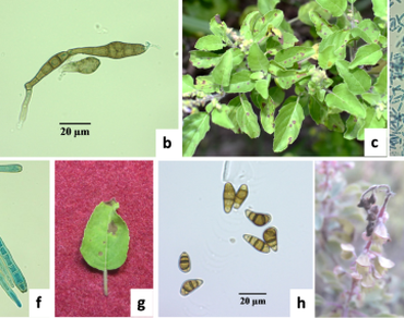 In-vitro evaluation of Trichoderma spp. and plant extracts for biological control of Indian Basil diseases
