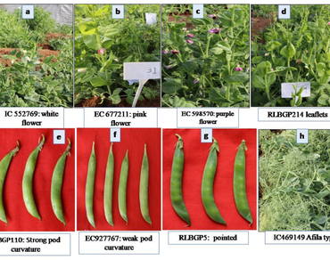 Genetic variability, characterization and trait association analysis based on morphological, nutritional and quality traits in vegetable pea