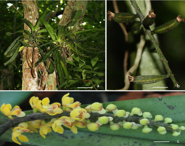 In vitro propagation and field establishment of Pomatocalpa decipiens (Lindl.) J. J. Sm.: a rare epiphytic orchid with small populations
