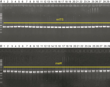 Molecular identification and evaluation of yield and grain quality of buckwheat varieties in Vietnam