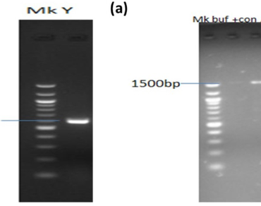 Production of vinegar by Saccharomyces cerevisiae and acetic acid bacteria for the preservation of tomato fruits