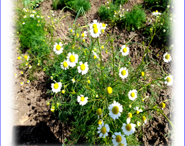 Impact of flowering stages on essential oil composition and yield in Egyptian chamomile