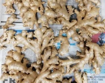 Phytochemicals and antibacterial activities of secondary metabolites from Malaysian Zingiber officinale roscoe rhizomes