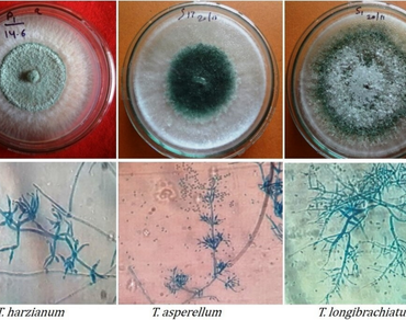 Biological activities of native Trichoderma species and their metabolites against Sclerotinia sclerotiorum