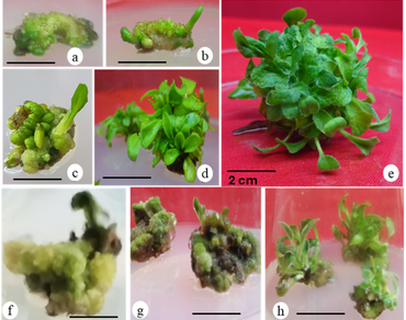 A rapid and efficient in vitro culture method for Gerbera (Gerbera Jamesonii Bolus) that eliminates vitrification via subculturing