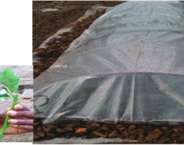 Vegetative propagation potential of Combretum collinum, Combretum molle and Piliostigma thonningii in Uganda