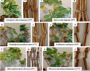 Impact of temperature on growth and pathogenicity of fungi associated with grapevine trunk diseases in Iran 