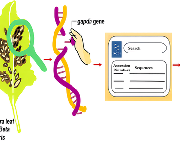 Global genetic diversity and population structure of Cercospora beticola in Beta vulgaris L. based on gapdh gene analysis