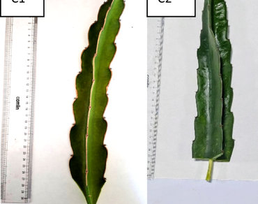 n                     Hylocereus costaricensisn                  , IBA, Stem cuttings, Vegetative propagation, Survival percentage