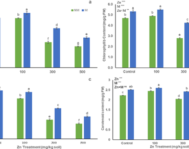 Rhizophagus irregularis inoculation alleviates Zn toxicity in Triticum aestivum L. by improving biochemical response, antioxidative defense, and nutrient uptake