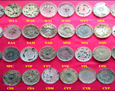Cultural, pathogenic and genetic variability of Rhizoctonia solani isolates incitant of rice sheath blight disease
