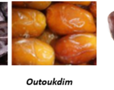 Morphological properties, biochemical and mineral composition of five dates varieties (Phoenix dactylifera L.) planted under different oasis microclimates