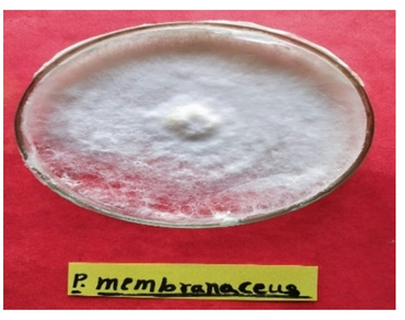 Production of oyster mushroom (P. membranaceus) using various ratios of rice and maize straw with wheat straw