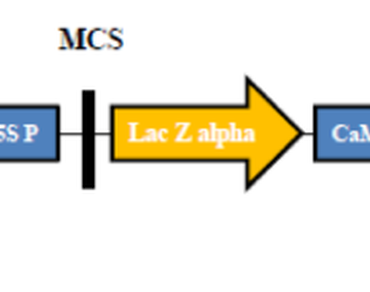 Development of an efficient transformation system in eggplant (Solanum melongena L.) using the phosphomannose isomerase (PMI) gene as the selectable marker