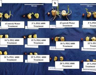 Drought stress responses in the germination; proximate composition, antioxidant and antidiabetic activities of Fava bean (Vicia faba L.) seeds grown in Manipur