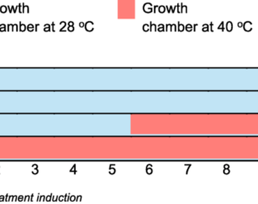 Limitations to photosynthesis during progressive exposure of acai seedlings to high temperature stress