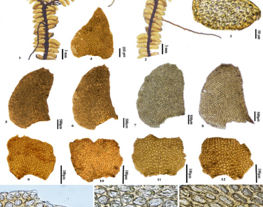 n                     Bazzania wallichianan                  , Lepidoziineae, India