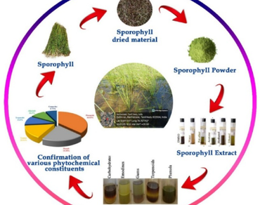 n                     Isoetes coromandelinan                  , Mineral analysis, Phytochemical profile, Antioxidant, Anti-inflammatory, Antimicrobial assay
