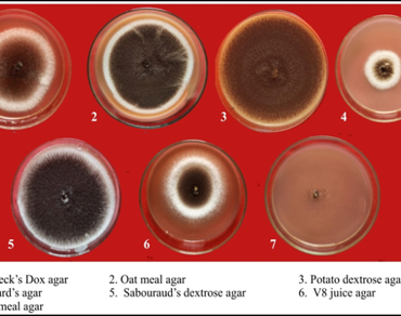 Cultural, morpho-molecular characterization of Aspergillus niger associated with collar rot of groundnut (Arachis hypogaea L.) and in-vitro evaluation of fungicides and bioagents
