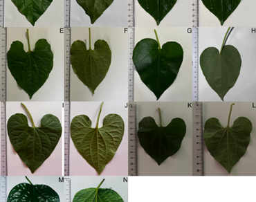 Integrative taxonomic approach to identify Piper longum morphotypes and Piper sarmentosum in Sri Lanka for standardization in ayurvedic medicine