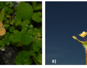 Murdannia crocea subsp. ochracea (Dalzell) Faden: a new distributional record from Central India